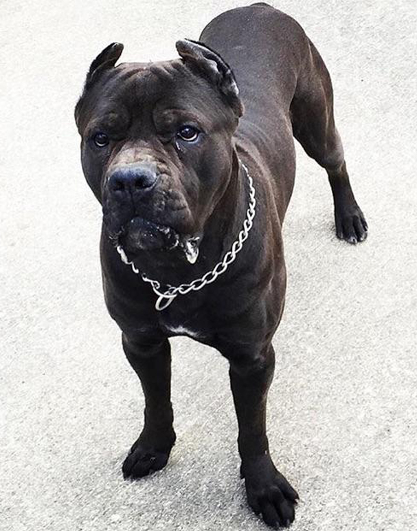 Males Ohio Cane Corsos